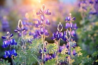 Image 2 of Riverbank Lupine : Lupinus rivularis