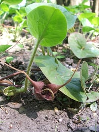 Image 3 of Wild Ginger : Asarum caudatum