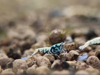 Image 5 of BOA Caridina 