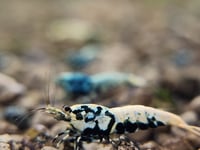 Image 4 of BOA Caridina 