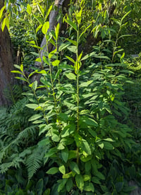 Image 2 of Osoberry Indian Plum : Oemleria cerasiformis