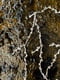 Image of LONG NECKLACE_Phoenix Dactylifera