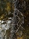 Image of LONG NECKLACE_Phoenix Dactylifera