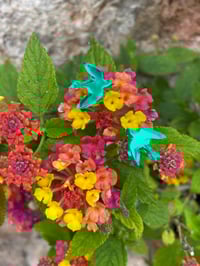 Image 2 of Zrcadloví Ptáčci 