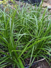 Image 2 of Slough sedge : Carex obnupta