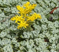 Image 3 of Broadleaf Stonecrop: Sedum spathulifolium