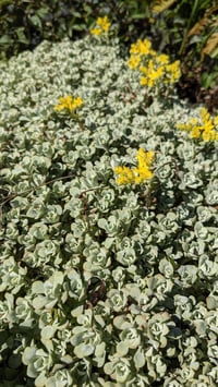 Image 3 of Broadleaf Stonecrop: Sedum spathulifolium