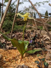 Image 2 of Oregon Fawn Lily : Erythronium oregonum (dormant)