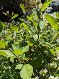 Image 2 of Cascara : Frangula purshiana