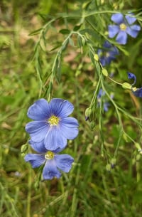 Image 1 of Blue Flax : Linum lewisii