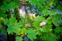 Image 2 of Vine Maple : Acer circinatum