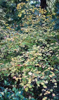 Image 4 of Vine Maple : Acer circinatum