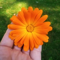 Image 2 of Calendula Salve