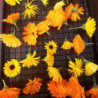 Image 5 of Calendula Salve