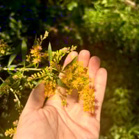 Image 2 of Goldenrod Elixir (For Pickup Only)