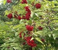 Image 3 of Red Elderberry : Sambucus racemosa