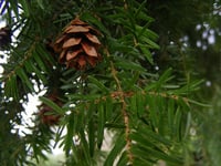 Image 2 of Western Hemlock : Tsuga heterophylla