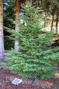 Image 3 of Western Hemlock : Tsuga heterophylla