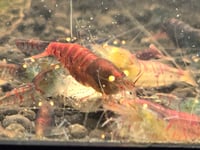 Image 3 of Orange Eye Red Lilly Tiger Caridina Shrimp