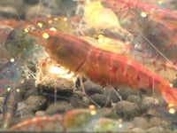 Image 4 of Orange Eye Red Lilly Tiger Caridina Shrimp