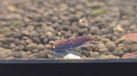 Image 1 of Orange Eye Red Tiger Blue Body Caridina Shrimp