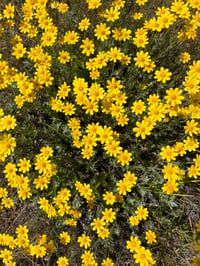 Image 4 of Oregon Sunshine : Eriophyllum lanatum