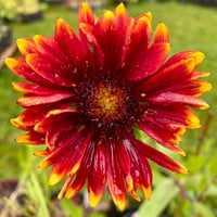 Image 4 of Blanketflower: Gaillardia aristata