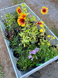 Image 5 of Blanketflower: Gaillardia aristata