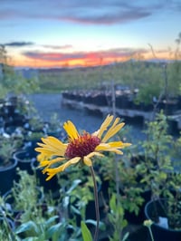 Image 2 of Blanketflower: Gaillardia aristata