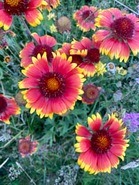 Image 3 of Blanketflower: Gaillardia aristata