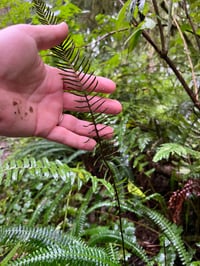 Image 6 of Deer Fern : Struthiopteris spicant