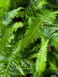 Image 2 of Deer Fern : Struthiopteris spicant