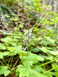 Image 3 of Foamflower : Tiarella trifoliata