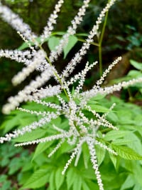 Image 1 of Goatsbeard: Aruncus dioicus