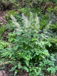 Image 3 of Goatsbeard: Aruncus dioicus