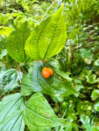 Image 2 of Smith’s Fairybells : Prosartes smithii