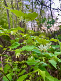 Image 1 of Smith’s Fairybells : Prosartes smithii