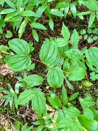 Image 3 of Smith’s Fairybells : Prosartes smithii