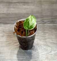 Image 1 of SCINDAPSUS NOID BASIC EXOTICA (N3)