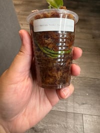 Image 4 of SCINDAPSUS NOID BASIC EXOTICA (N3)
