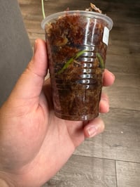 Image 5 of SCINDAPSUS NOID BASIC EXOTICA (N3)