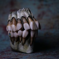 Image 13 of Custom Dental Zippo Lighter|Old Bone Textures |Swarovski crystal| Morgans Mutations