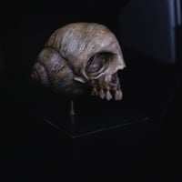Image 4 of Snail Skull| Snull Sculpture