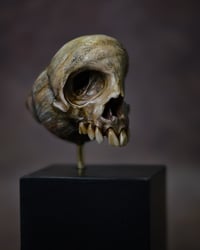 Image 13 of Snail Skull| Snull Sculpture