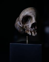 Image 11 of Snail Skull| Snull Sculpture
