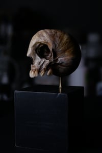 Image 15 of Snail Skull| Snull Sculpture