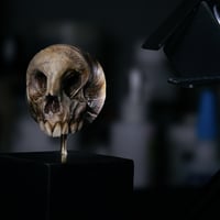 Image 12 of Snail Skull| Snull Sculpture