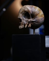 Image 10 of Snail Skull| Snull Sculpture