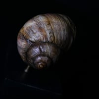 Image 14 of Snail Skull| Snull Sculpture