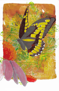 Swallowtail butterfly on Coneflower